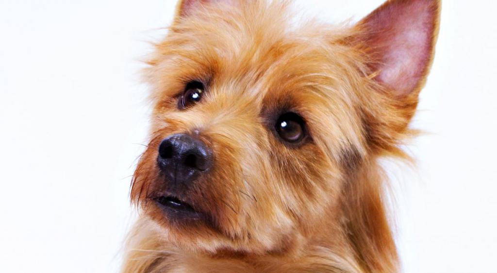 the nature of the Australian Terrier