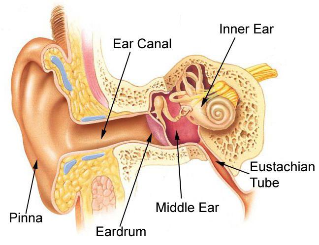 Can you warm the ear in acute otitis media