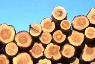 la densidad de la madera