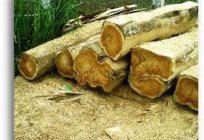 Was bestimmt die Dichte des Holzes