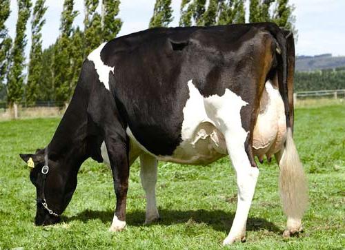 корова голштинської породи