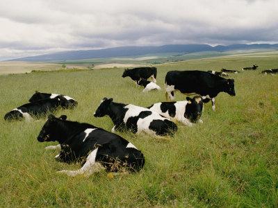  cows Holstein price