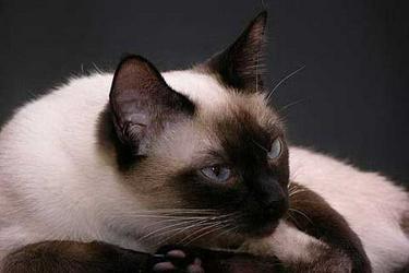 Thai cat breed character