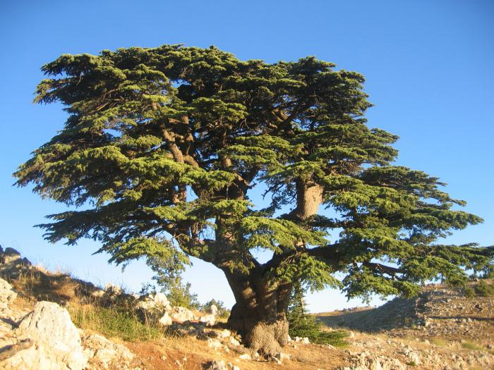 ліванскі кедр