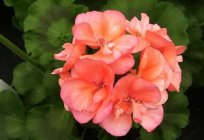 Geranium: care for a blooming miracle
