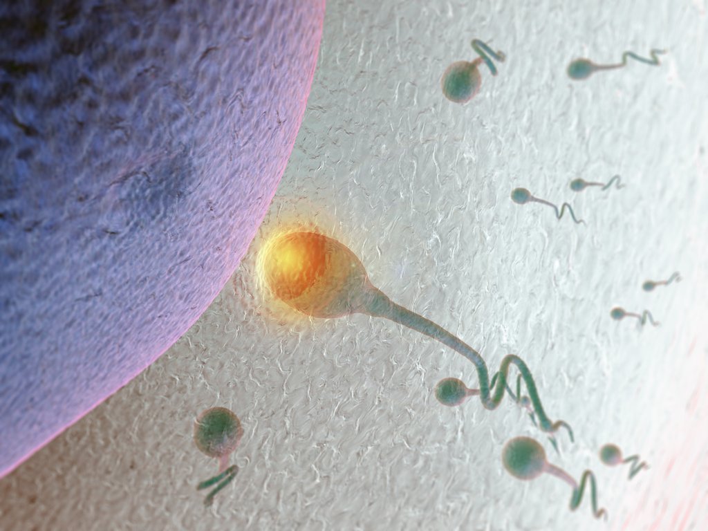 zapłodnienie komórki jajowej