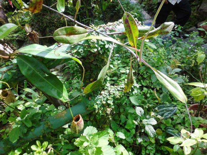10 most dangerous plants of the murderers