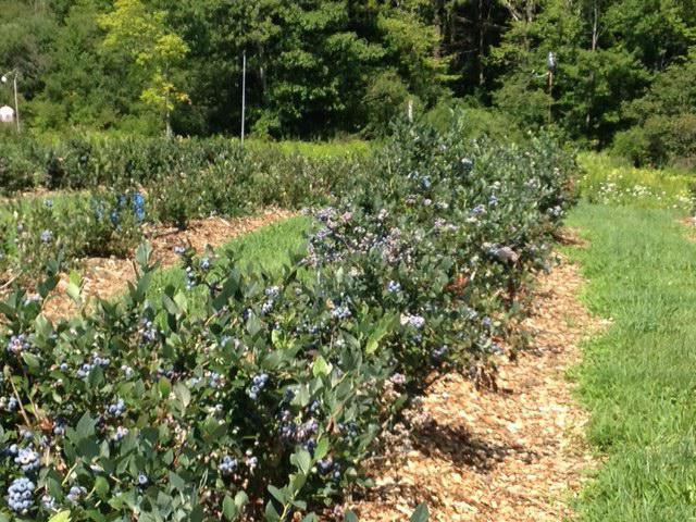 description and cultivation of varieties of blueberry patriot