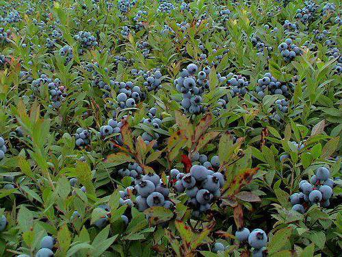 blueberry patriot landing and departure