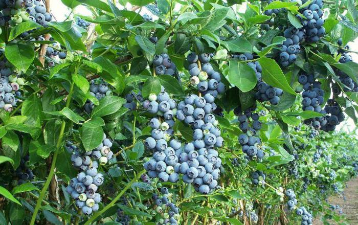 grade blueberry patriot berry sour