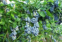 Blueberry patriot: a description of the variety, planting, yield and reviews