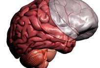 O que são os shell cerebral
