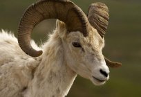 Auf dem östlichen Horoskop Jahr der Ziege - welche Jahre? Ziege - Symbol des Jahres 2015