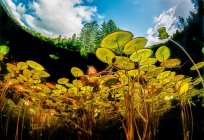 La planta de la hucha amarillo: foto, descripción, donde crece