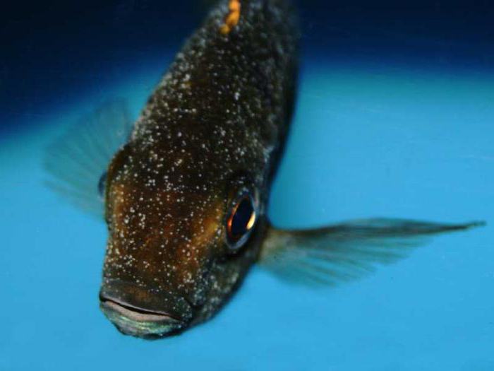 cómo curar el sémola de los peces фурацилином