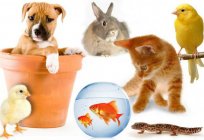 The best riddle about a pet. Puzzles about animals for children