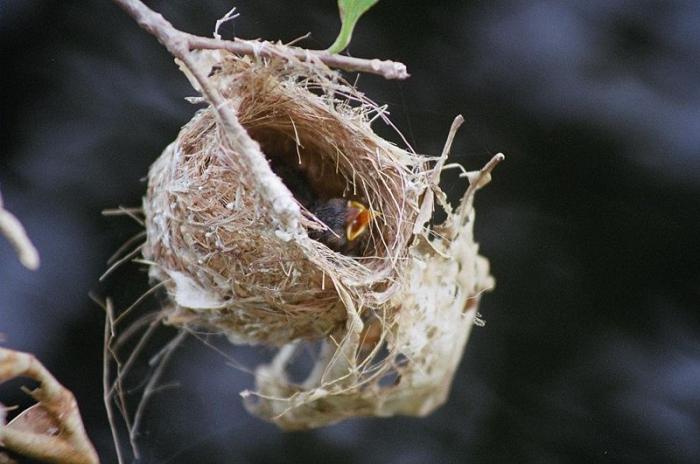 birds' Nests photo
