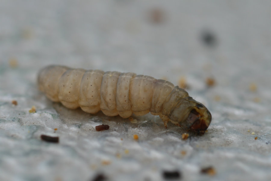 Larva de mariposa