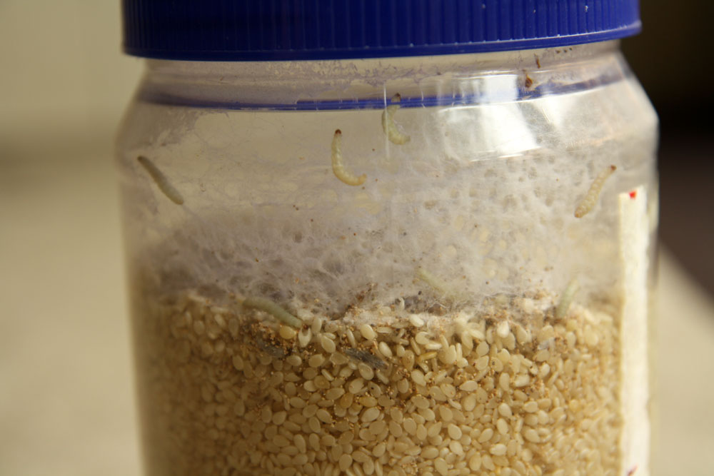 Larvae moth in a jar with grits