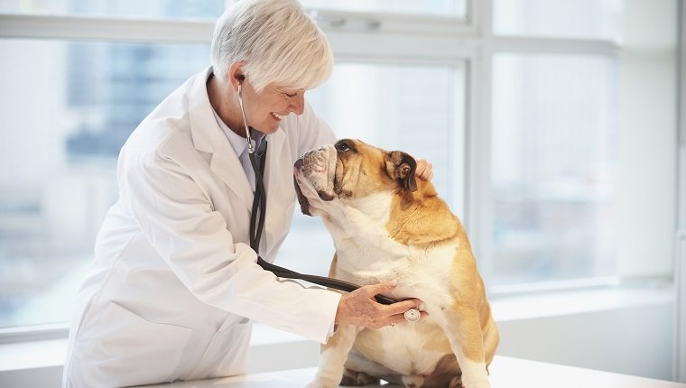 o cão por um veterinário