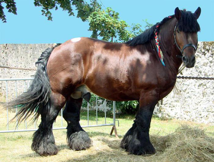 o peso médio de um cavalo de 2 anos