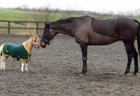 Jaka jest średnia waga konia dorosła?