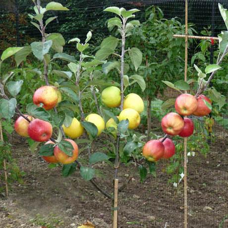 jak prawidłowo sadzić jabłonie jesienią