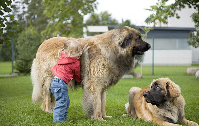 huge breed dog photo