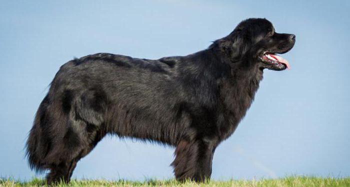huge dog breeds with pictures