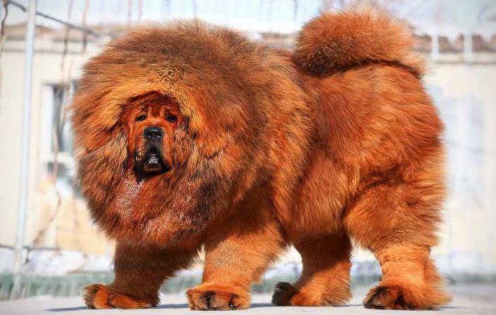 huge dog breeds with pictures and names