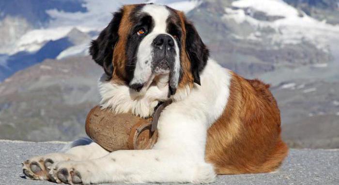 a huge shaggy dog breed