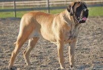 A huge dog: breed, name with photo