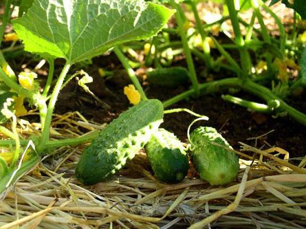 Planting of cucumbers in the open ground