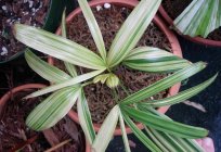 Palm Lady: planting and care