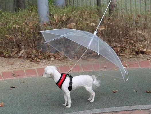 ungewöhnliche Regenschirme