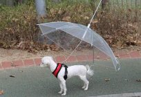Ungewöhnliche Regenschirme: Beschreibung und Eigenschaften von Sonnenschirmen