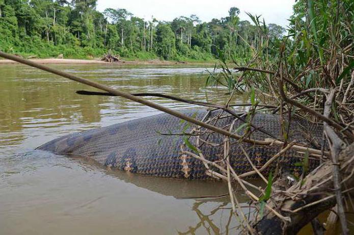 largest green anaconda ever recorded