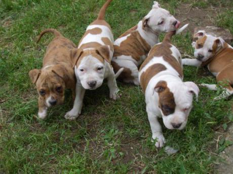  Staffordshire Terrier reviews