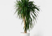 What is the right soil for dracaena?
