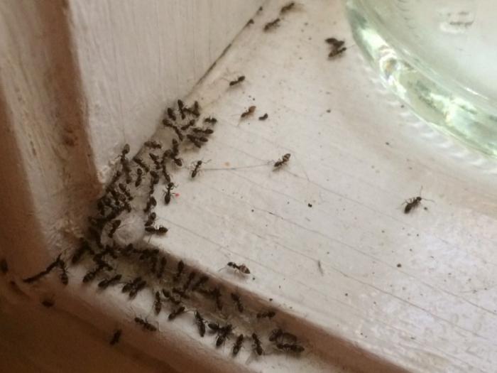 la seña de hormigas en la casa