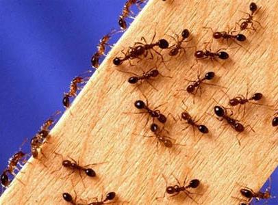 lo que aparecen las hormigas en la casa de la seña de