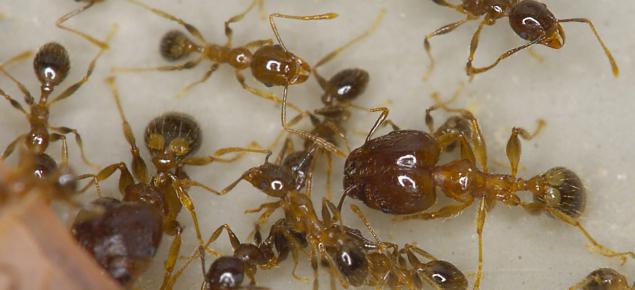Volksmerkmale Ameisen im Haus