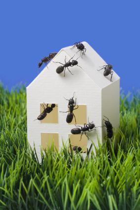 se a casa é criado formigas presságio [