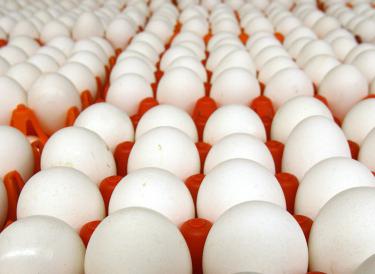a composição química de frango ovos