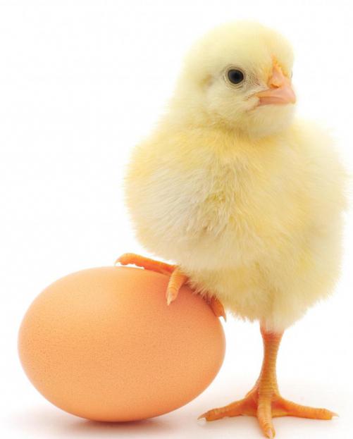 la composición química de huevos de gallina