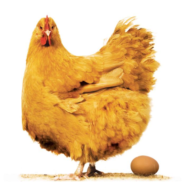 die Zusammensetzung der Eierschale eines hühnereis