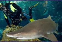 Barcelona, Aquarium - Reise in die Unterwasserwelt