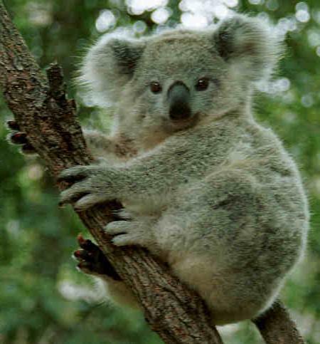 wo lebt der Koala