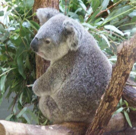 wo Leben Koalas Land