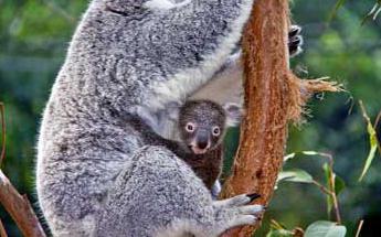 burada yaşayan koala
